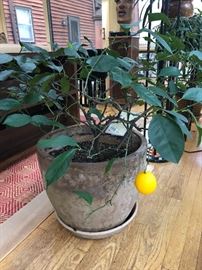 Meyers lemon plant
