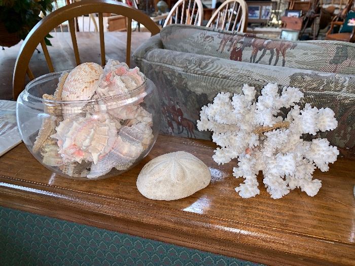 Sea shells, Star fish, Sand dollar and coral