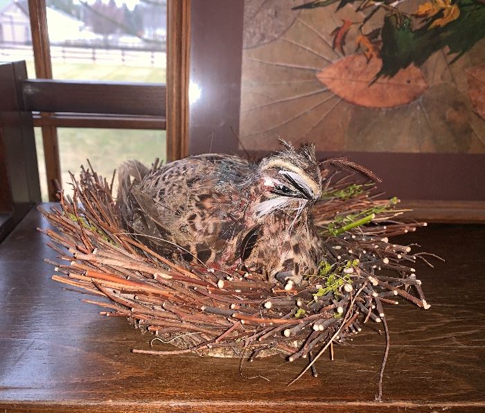  Pheasant in nest 
