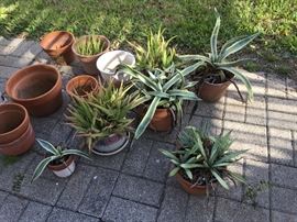 Assorted Potted Plants