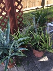 Assorted Potted Plants
