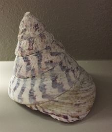 Top Seashell