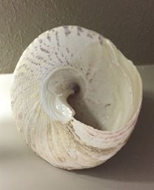 Top Seashell