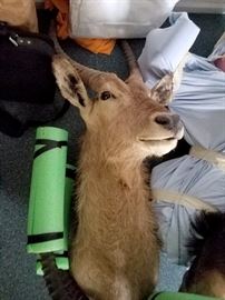 Impala taxidermy mount (with certificate)