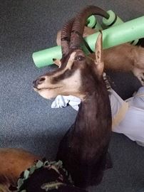 Sable Antelope taxidermy mount (with certificate)