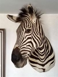 Zebra taxidermy mount (with certificate)