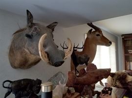 Warthog taxidermy mount (with certificate)