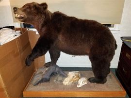 Full grizzly bear taxidermy