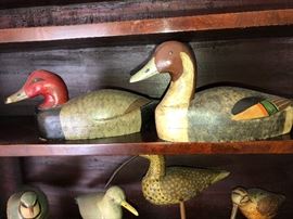 Signed Decoy and Bird collection