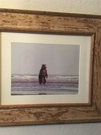 Grizzly bear photo from second beach Washington!!!  