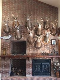 Rarely-offered taxidermy - deer heads.  We have eight 8-point bucks for sale.  