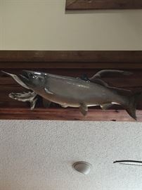 A fish to brag about - King Salmon.  There is also a beautiful striper and a giant perch.  