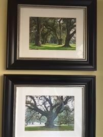 Classic Southern oaks in photos. 