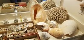 Great assortment of shells