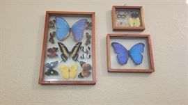 Butterfly collection