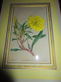 19th century botanical