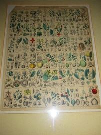 Antique botanical chart