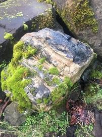 Petrified wood
