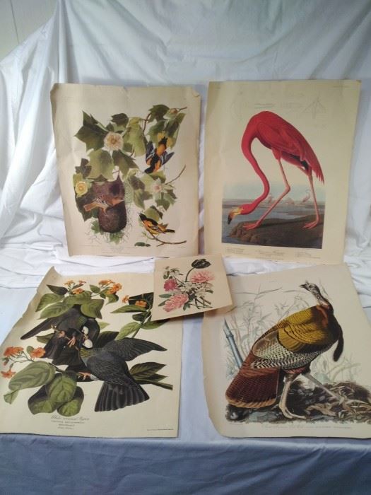 vintage Audubon prints