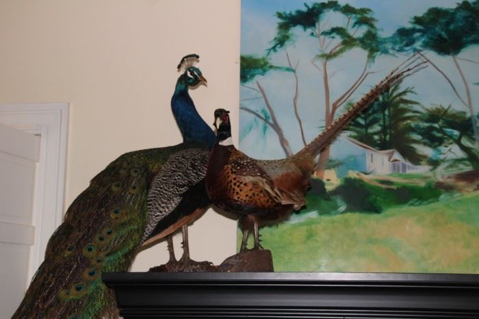 Peacock and Pheasant Taxidermy Bird Mounts