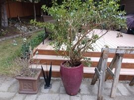 Back Yard:  Small Chinese Clay Pot w/Bush, Large Ceramic Pot w/ Tree