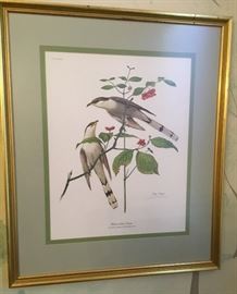 Framed Print "Yellow Billed Cuckoo" by Ray Harm