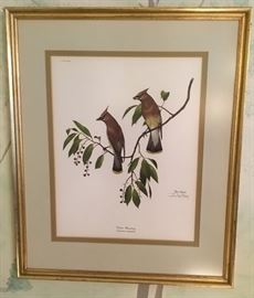 Cedar Waxwing by Ray Harm framed Print