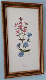 9" by 16" Rose Pink Chicory framed print by Ray Harm