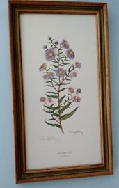 Vintage 9" by  16"  New England Aster Flower Botanical, Floral Framed Print by Ray Harm