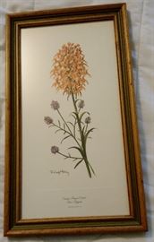 9" by 16" Orange Fringed Orchid and Rose Polygala framed print by Ray Harm