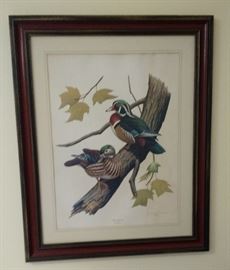 Don Richard Eckelberry Wood Duck Print, 32" by 26"