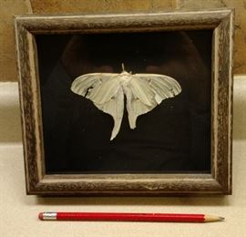 Nicely Framed and Preserved Swallowtail Butterfly