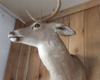 Mounted Deer Head