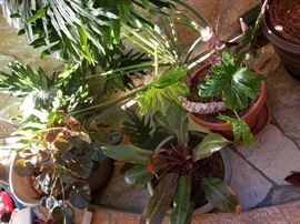 Large healthy happy specimens,  live plants