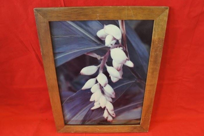 Unbloomed White Flower Bulbs Wooden Frame