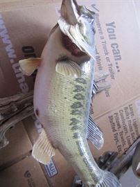 WIDE MOUTH BASS