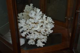 Gorgeous Coral