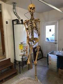 Real skeleton-Owners got it 40 Years ago in Medical school.
