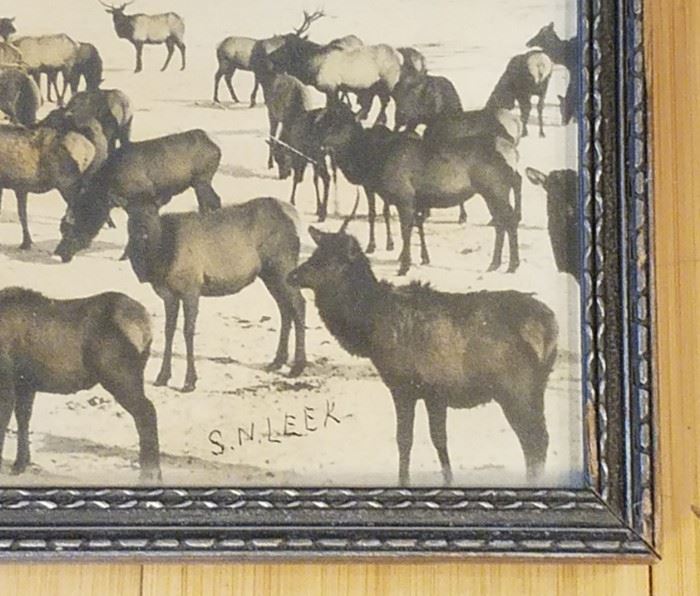 Historic Stephen N. Leek photograph of the Jackson Hole Wyoming elk herd.