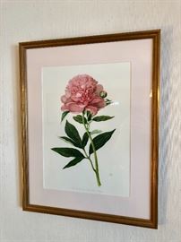 Rose botanical