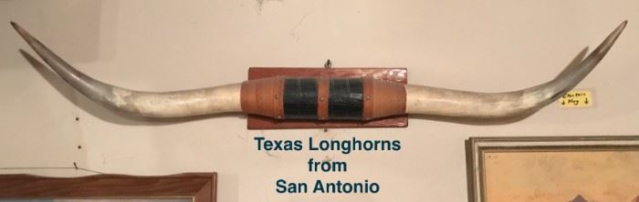 Texas Longhorns brought back from San Antonio