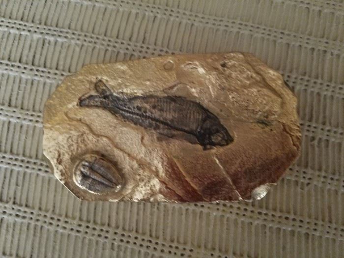 Unique fossils 
