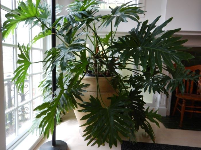LARGE PHILODENDRONS NEED A NEW HOME
