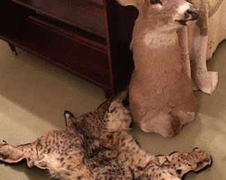 Taxidermy - Deer Head & Bobcat 