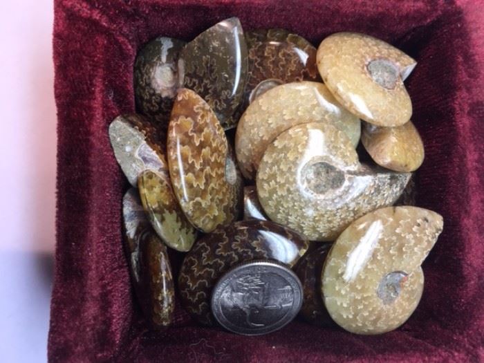 Several really nice ammonites!