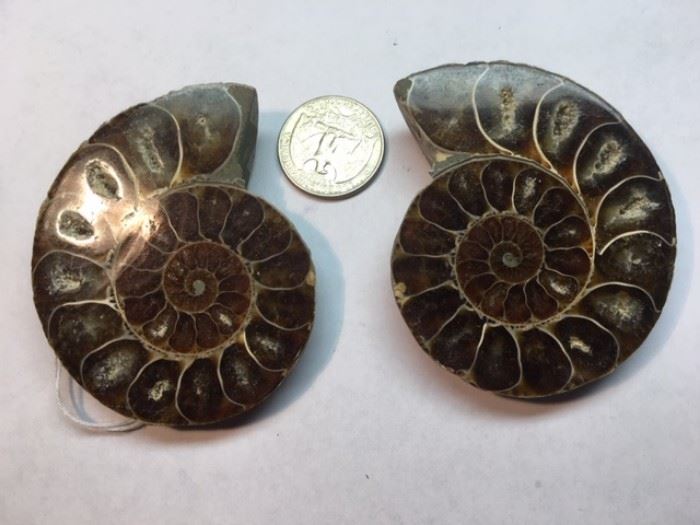 Nice Pair of Ammonite slices