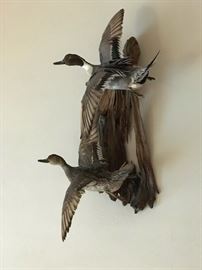 Beautiful Quality Taxidermy Duck Mounts