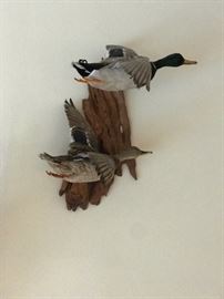Beautiful Quality Taxidermy Duck Mounts