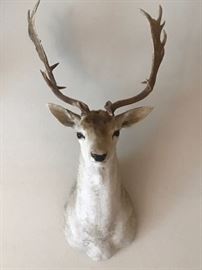 Deer Mount Taxidermy