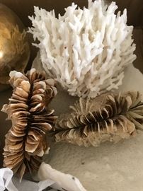 Coral and Shell Specimens